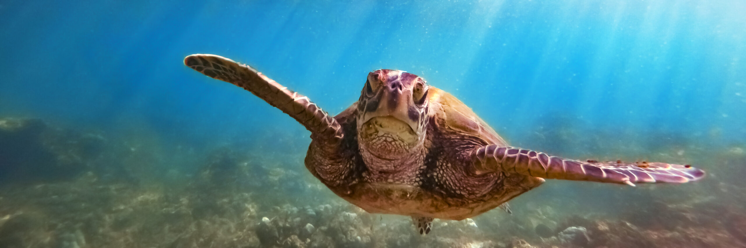 protect sea turtles